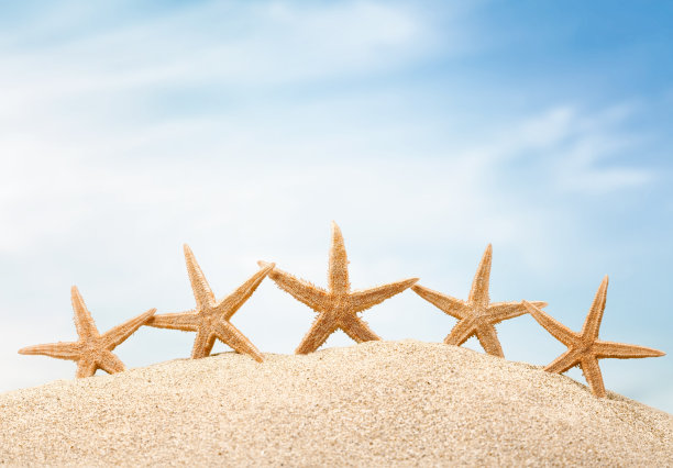 海星。图片下载
