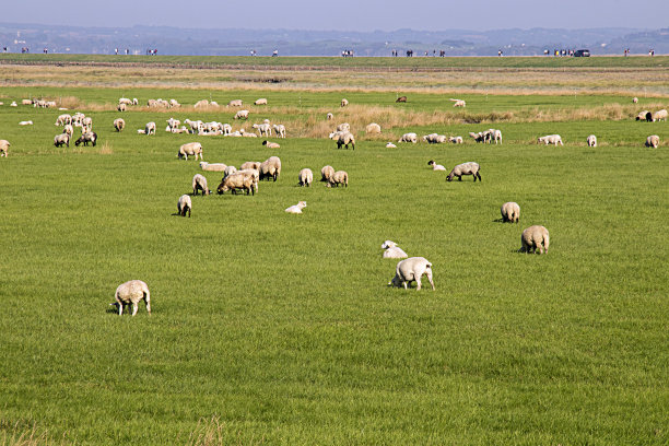 让我们在圣米歇尔山附近的盐碱地上放羊。刀柄。诺曼底图片下载