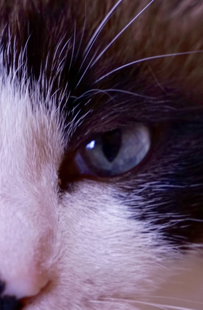 猫的眼睛图片下载