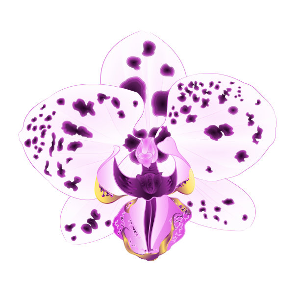 紫色和白色的点兰花美丽的花特写孤立在一个白色的背景复古矢量插图编辑图片下载