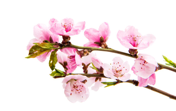 樱花花朵孤立图片下载