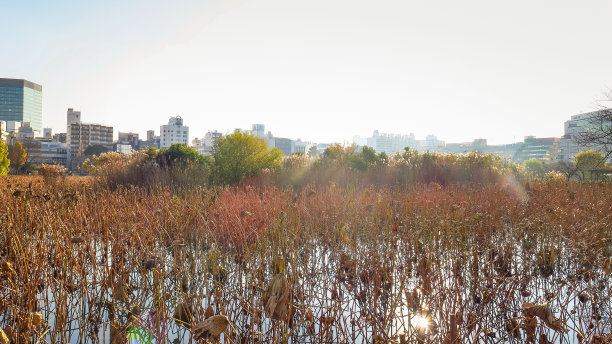 访问日本东京图片下载