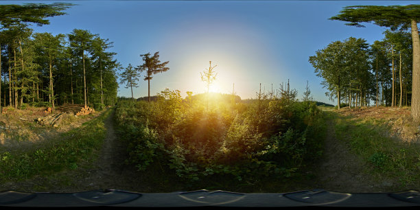 在森林中很小，包括圣诞树的生产图片下载