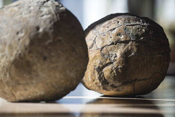 恐龙蛋化石图片下载