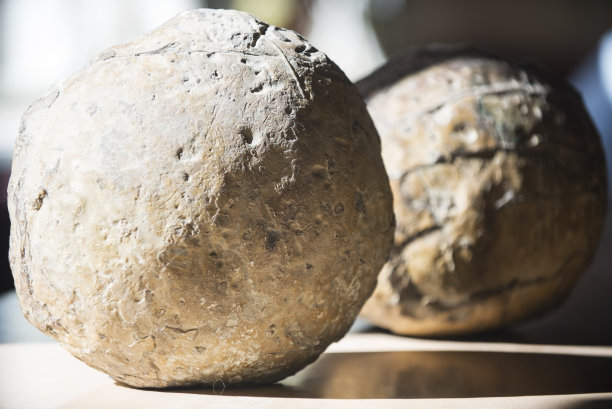 恐龙蛋化石图片下载