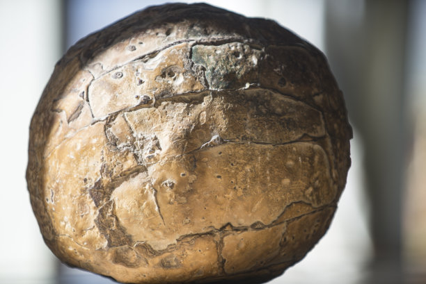 恐龙蛋化石图片下载