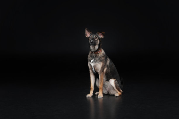 杂种狗坐着，孤立在黑色背景上图片下载
