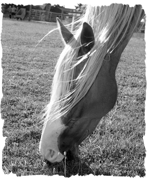 黑色和白色图片下载