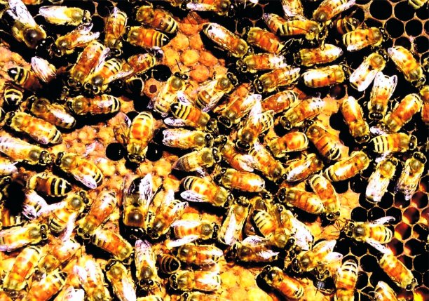 蜜蜂在梳图片下载