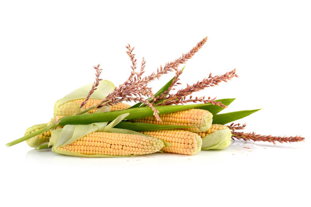 成熟的玉米穗轴图片下载