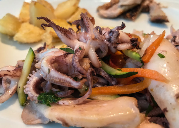 墨鱼和鱿鱼素材图片