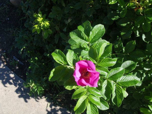 玫瑰从上面图片下载