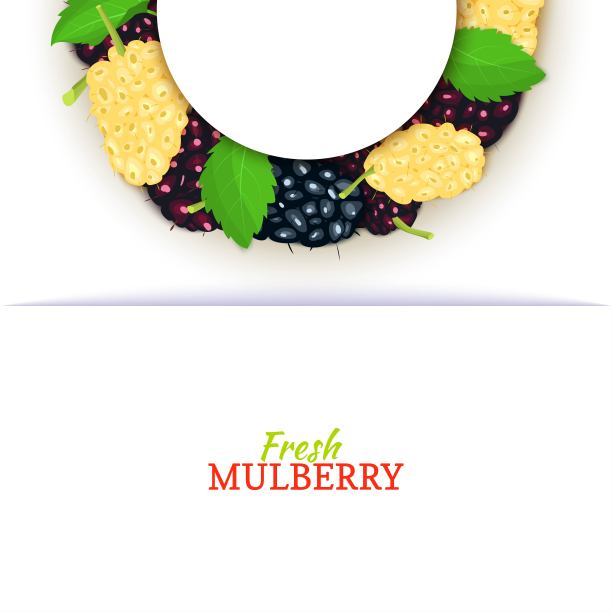 半圆形彩色框架组成的美味桑椹果实。矢量插图。桑葚半圆框为食品包装、果汁、早餐、化妆品、茶排毒饮食设计。图片下载