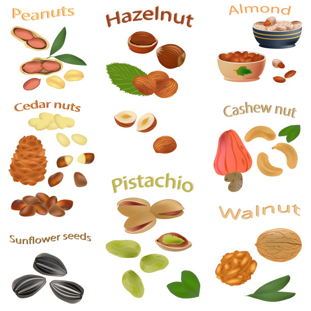 一组坚果孤立的白色背景。花生，腰果，榛子，核桃，葵花籽，杏仁，开心果，雪松仁。向量。素材图片