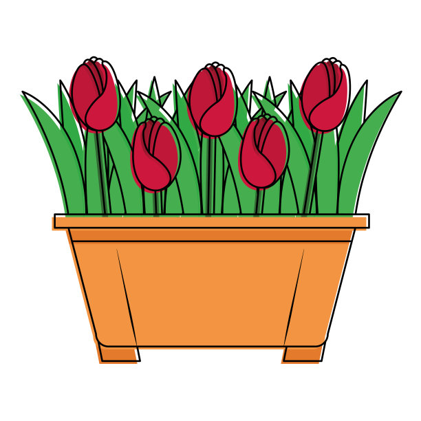 花盆中种植的美丽玫瑰图片下载