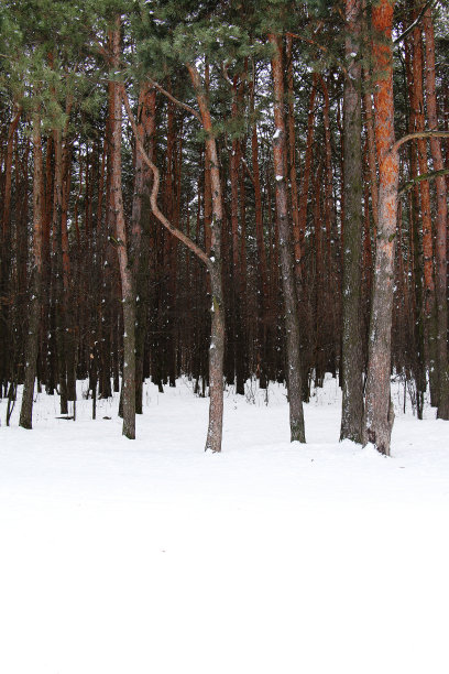 松树在冬天的雪林里图片下载