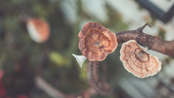 自然的照片图片下载