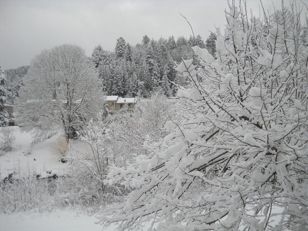 雪地里的cevenes图片下载