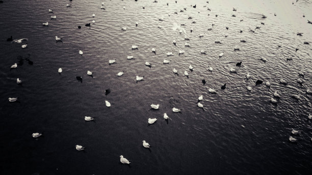 黑色和白色图片下载