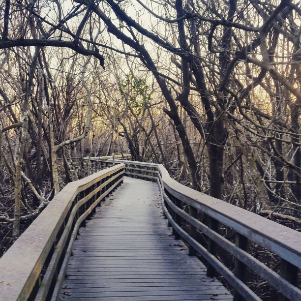 佛罗里达大沼泽地国家公园冬季木栈道图片下载