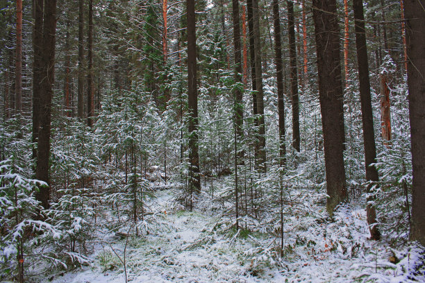 冬天雪森林图片下载