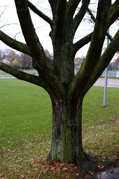 潮湿的树图片下载