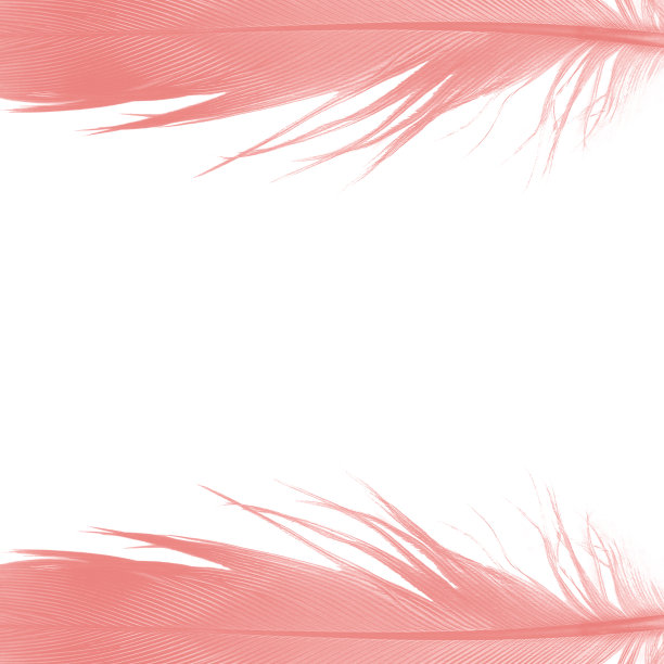 美丽的框架珊瑚粉红色羽毛孤立在白色的背景图片下载