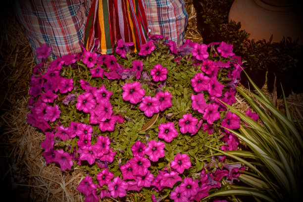 花园里有粉红色的矮牵牛花。图片下载