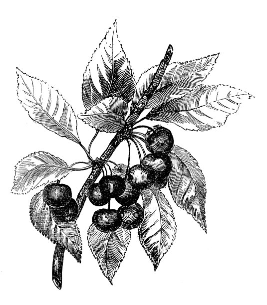 植物学植物仿古雕刻插图:樱(野樱桃)图片下载