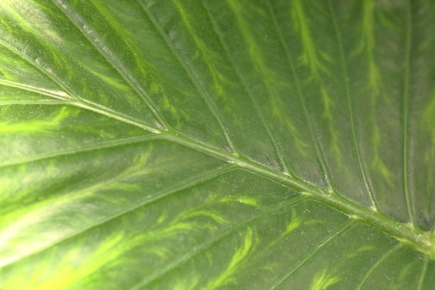 珍奇植物特写图片下载