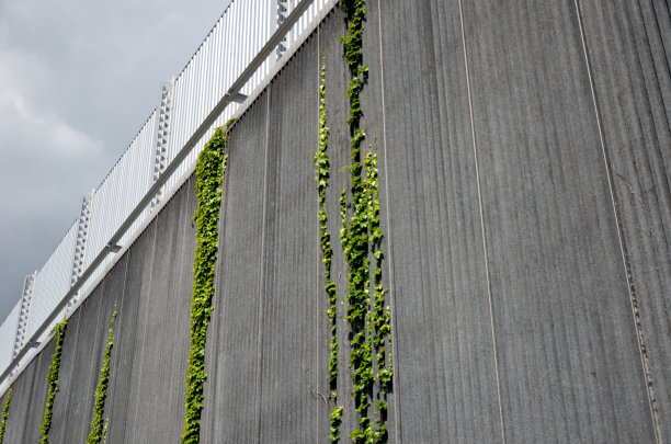 灰色的隔音墙和绿色的常春藤图片下载