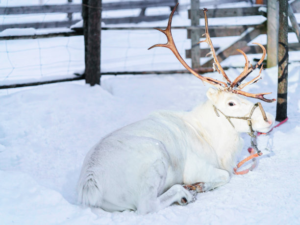 冬季芬兰拉普兰罗瓦涅米农场的驯鹿图片下载