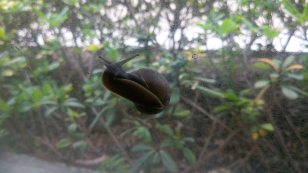 遵循蜗牛图片下载