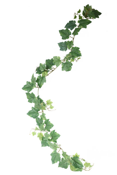绿色的常春藤图片下载