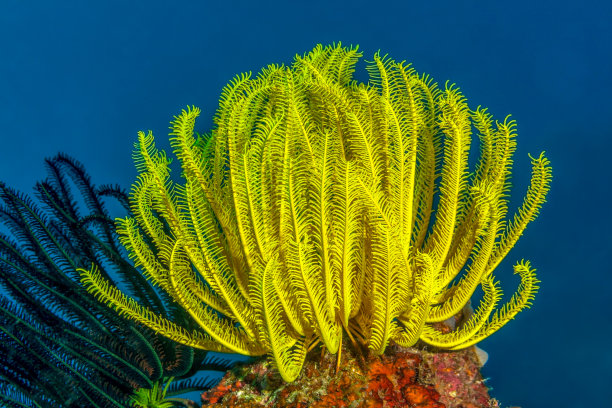 贝内特的羽毛星Anneissia bennetti图片下载