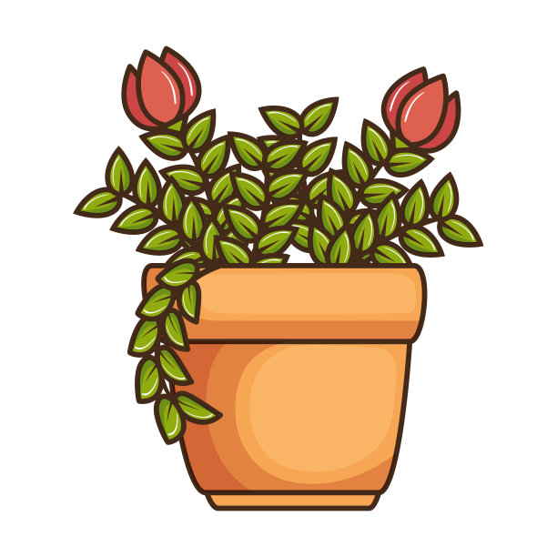 玫瑰室内盆栽图片下载