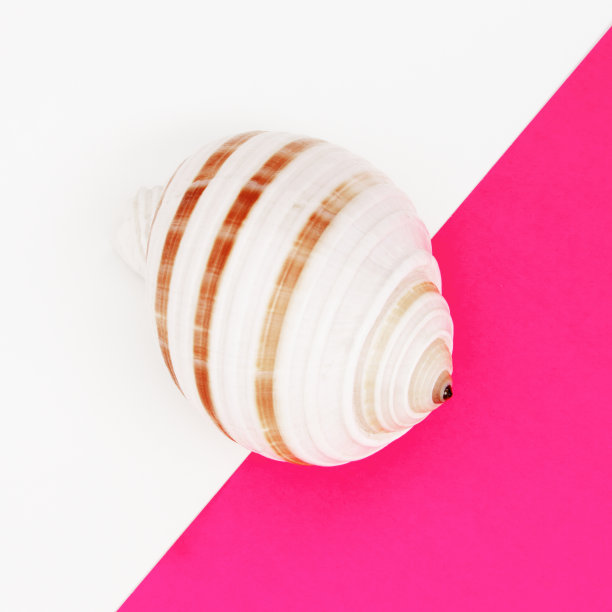 最小的风格。平的。极简时尚照片。波普艺术。一张在明亮背景上的贝壳的彩色简单照片。从上面的观点图片下载