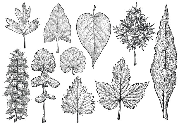 油菜花图片素材ID：303910608