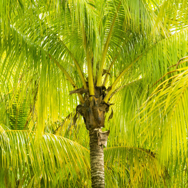 棕榈树图片下载