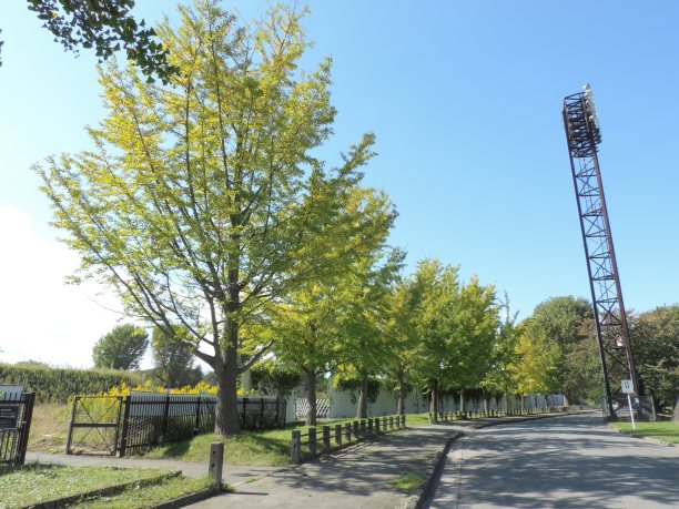 一排银杏或原发树。图片下载