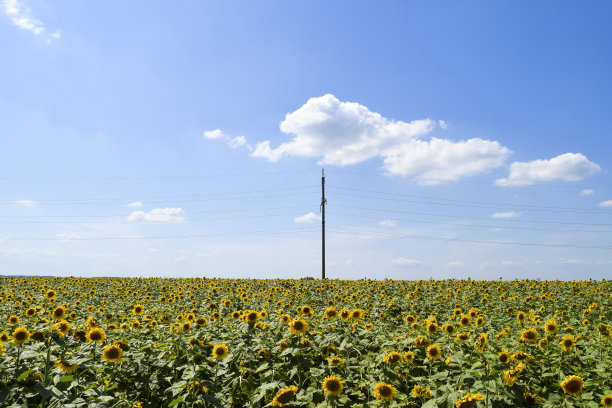 向日葵盛开的田野图片下载