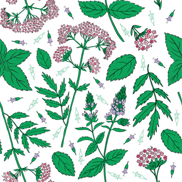 白色背景上孤立的薄荷叶、薄荷芽、缬草，手绘矢量无缝花卉图案，香料草本，厨房纹理，茶包装设计烹饪成分图片下载