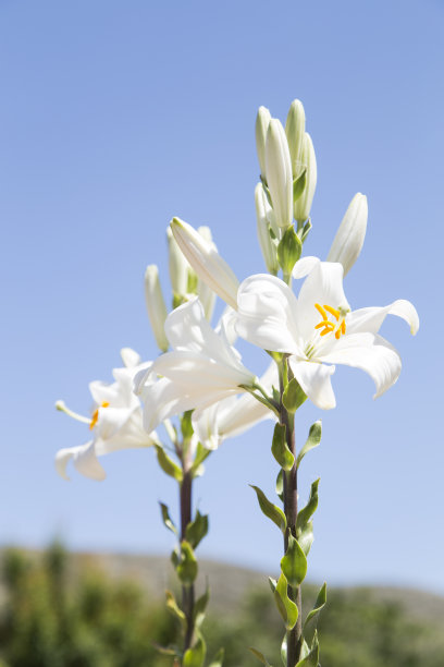 白百合图片下载