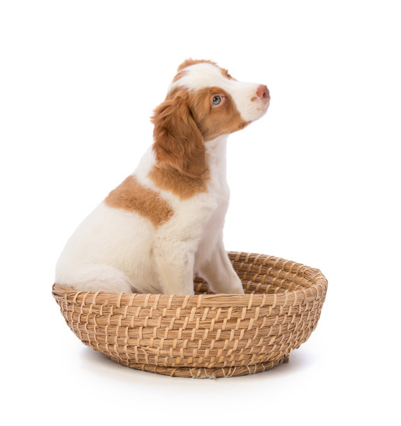 布列塔尼猎犬在篮子里图片下载