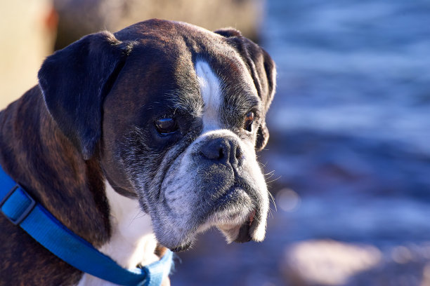 详细的斗牛犬图片下载