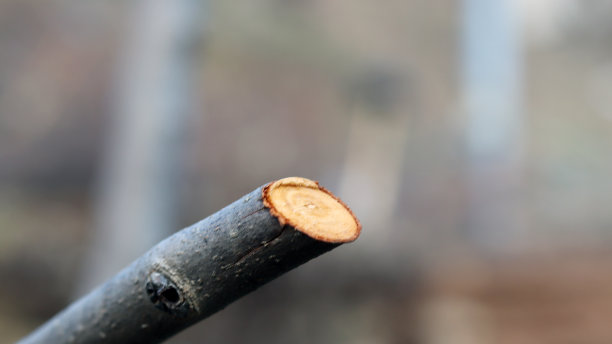 树枝照片素材ID：303932856