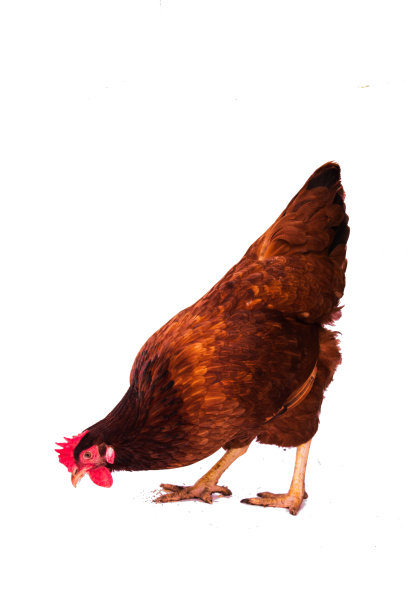 鸡觅食白色背景。图片下载