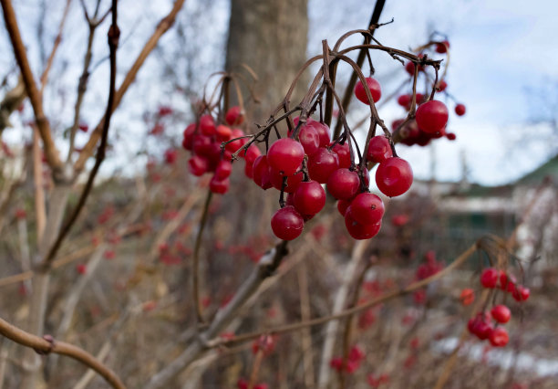 深秋灌木上成熟的荚蒾浆果素材图片
