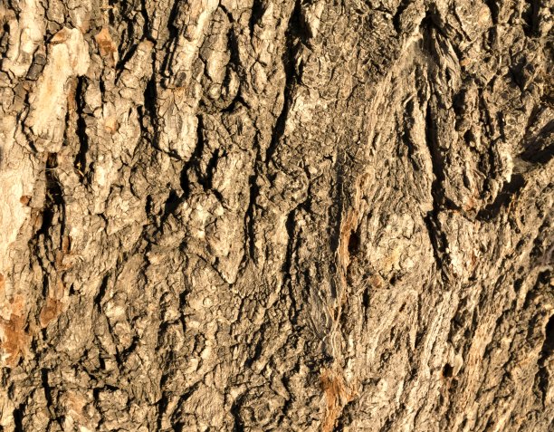 一棵老树的树皮纹理图片下载