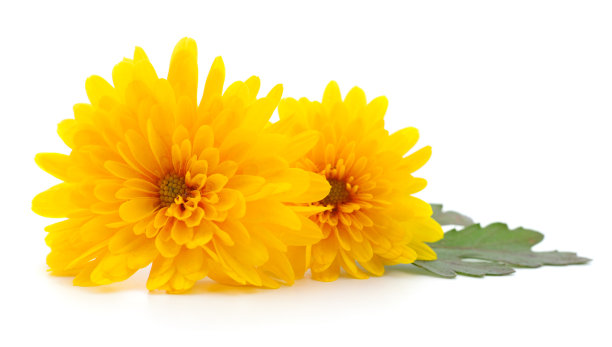 在白色的菊花。图片下载